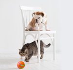 Dog or Cat Self Rotating Ball Toy | USB chargable Cat of Small Dog Ball Toy