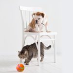 Dog or Cat Self Rotating Ball Toy | USB chargable Cat of Small Dog Ball Toy